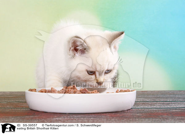 eating British Shorthair Kitten / SS-39557