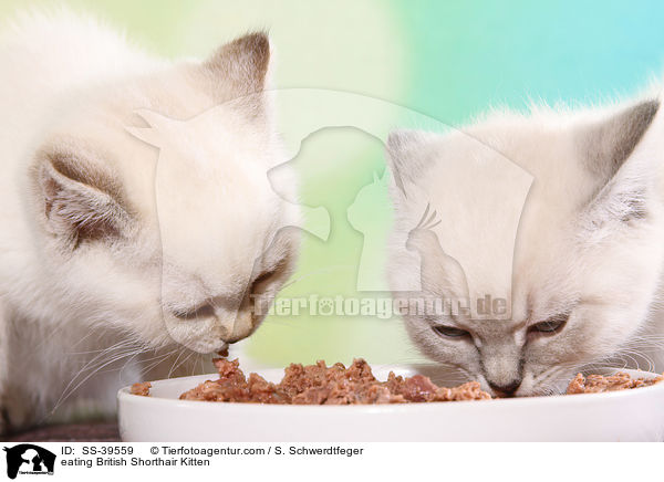 fressende Britisch Kurzhaar Ktzchen / eating British Shorthair Kitten / SS-39559