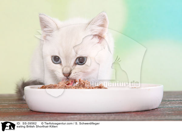 fressendes Britisch Kurzhaar Ktzchen / eating British Shorthair Kitten / SS-39562