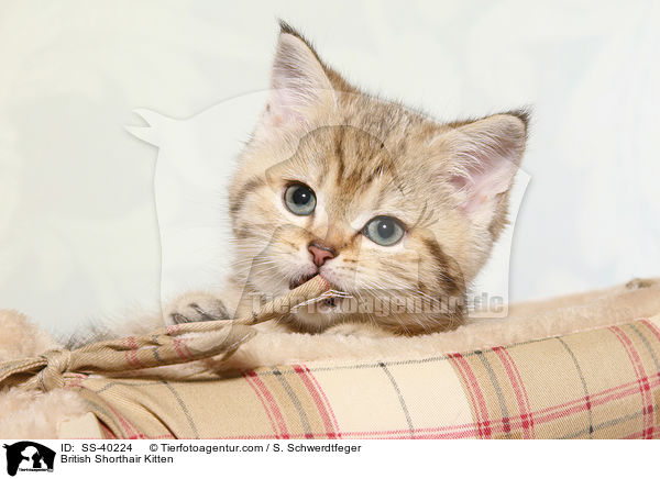 Britisch Kurzhaar Ktzchen / British Shorthair Kitten / SS-40224