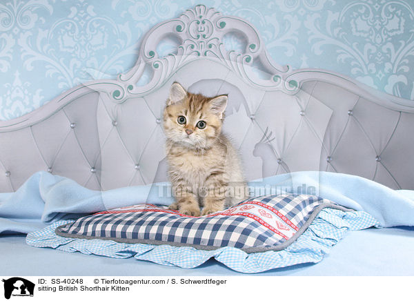 sitting British Shorthair Kitten / SS-40248