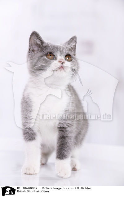 Britisch Kurzhaar Ktzchen / British Shorthair Kitten / RR-68089
