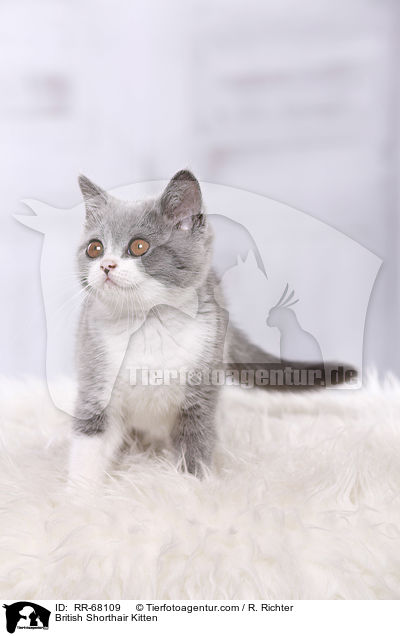 Britisch Kurzhaar Ktzchen / British Shorthair Kitten / RR-68109