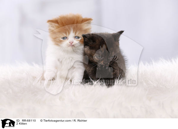 2 Ktzchen / 2 Kitten / RR-68110