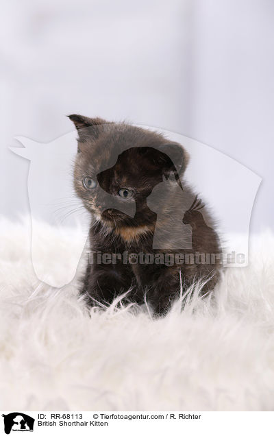 Britisch Kurzhaar Ktzchen / British Shorthair Kitten / RR-68113