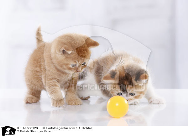 2 Britisch Kurzhaar Ktzchen / 2 British Shorthair Kitten / RR-68123