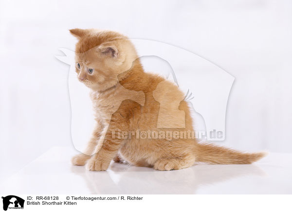 Britisch Kurzhaar Ktzchen / British Shorthair Kitten / RR-68128