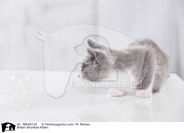 Britisch Kurzhaar Ktzchen / British Shorthair Kitten / RR-68132
