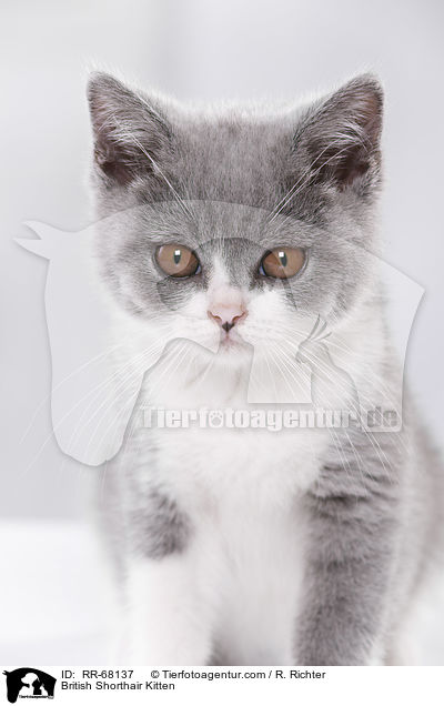 British Shorthair Kitten / RR-68137