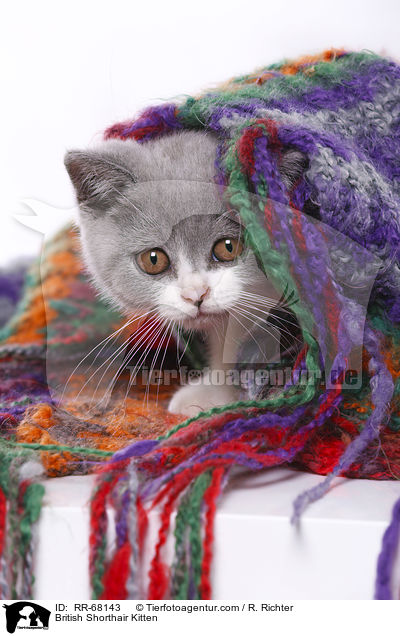 Britisch Kurzhaar Ktzchen / British Shorthair Kitten / RR-68143