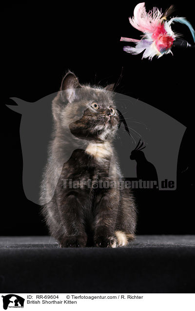Britisch Kurzhaar Ktzchen / British Shorthair Kitten / RR-69604