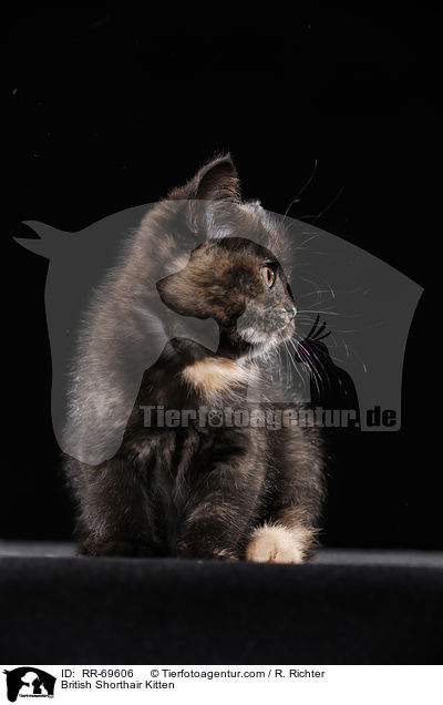 Britisch Kurzhaar Ktzchen / British Shorthair Kitten / RR-69606