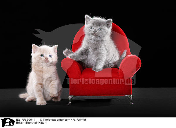 Britisch Kurzhaar Ktzchen / British Shorthair Kitten / RR-69611