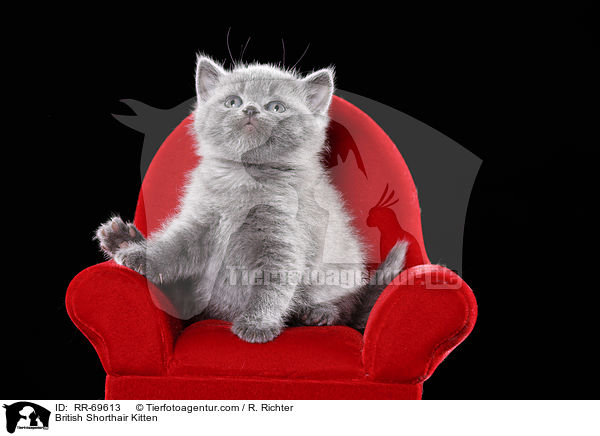 Britisch Kurzhaar Ktzchen / British Shorthair Kitten / RR-69613