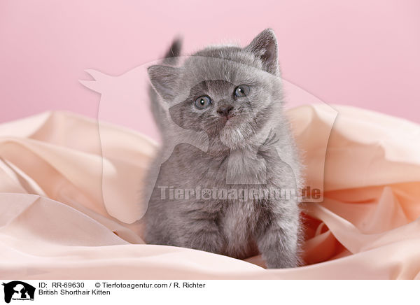 British Shorthair Kitten / RR-69630