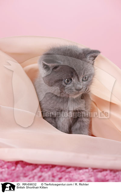 Britisch Kurzhaar Ktzchen / British Shorthair Kitten / RR-69632