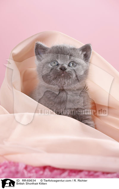 British Shorthair Kitten / RR-69634