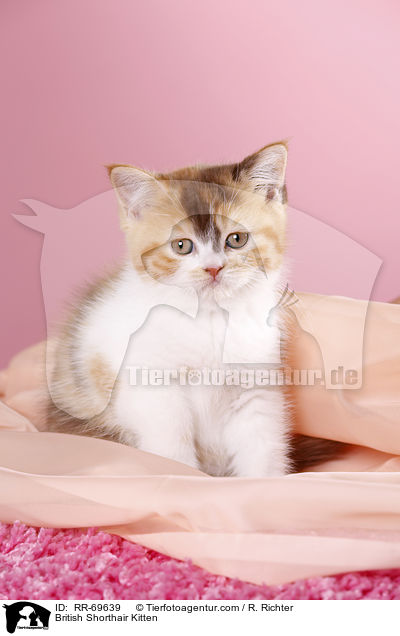Britisch Kurzhaar Ktzchen / British Shorthair Kitten / RR-69639