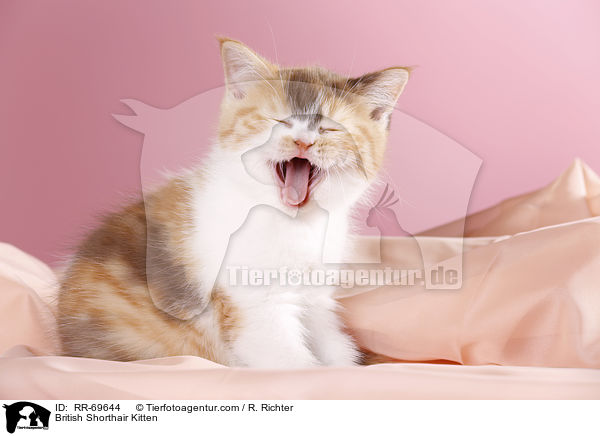 Britisch Kurzhaar Ktzchen / British Shorthair Kitten / RR-69644