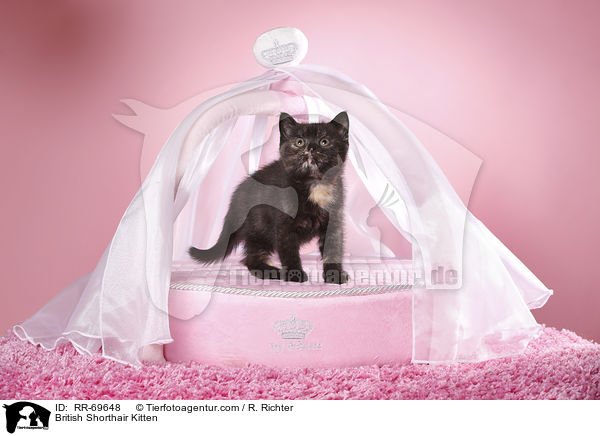 Britisch Kurzhaar Ktzchen / British Shorthair Kitten / RR-69648