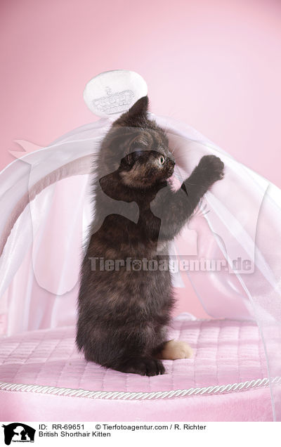 Britisch Kurzhaar K�tzchen / British Shorthair Kitten / RR-69651