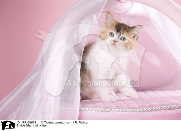 Britisch Kurzhaar Ktzchen / British Shorthair Kitten / RR-69658