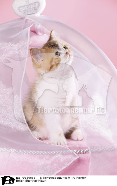Britisch Kurzhaar Ktzchen / British Shorthair Kitten / RR-69663