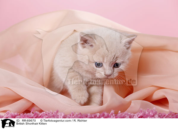 Britisch Kurzhaar Ktzchen / British Shorthair Kitten / RR-69670
