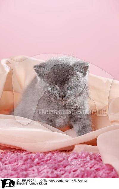 Britisch Kurzhaar Ktzchen / British Shorthair Kitten / RR-69671