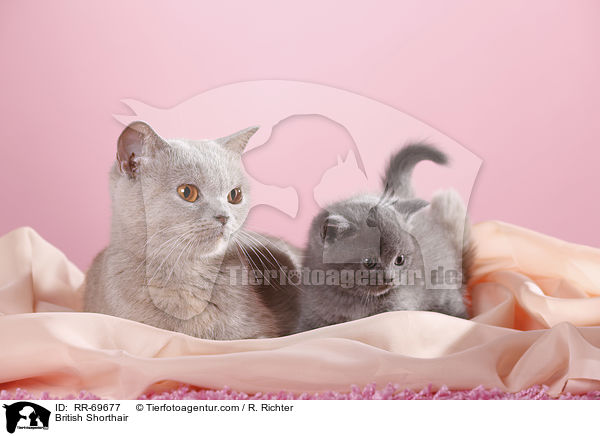 Britisch Kurzhaar / British Shorthair / RR-69677