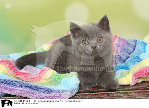 British Shorthair Kitten / SS-41524