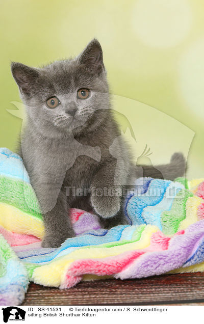 sitzendes Britisch Kurzhaar Ktzchen / sitting British Shorthair Kitten / SS-41531
