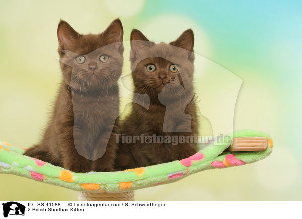 2 Britisch Kurzhaar Ktzchen / 2 British Shorthair Kitten / SS-41588