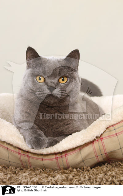lying British Shorthair / SS-41630