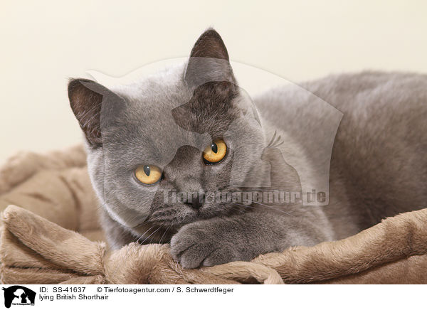 lying British Shorthair / SS-41637
