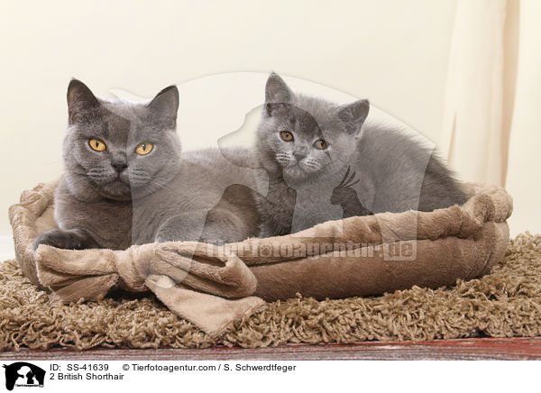 2 Britisch Kurzhaar / 2 British Shorthair / SS-41639