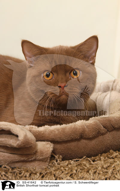 Britisch Kurzhaar Kater Portrait / British Shorthair tomcat portrait / SS-41642