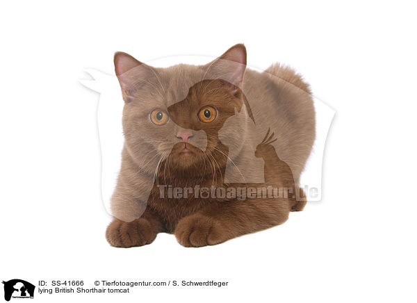 liegender Britisch Kurzhaar Kater / lying British Shorthair tomcat / SS-41666