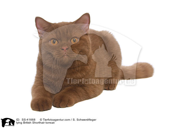 liegender Britisch Kurzhaar Kater / lying British Shorthair tomcat / SS-41668