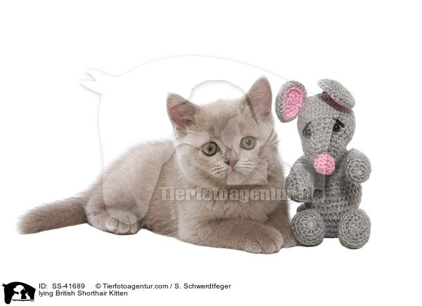 lying British Shorthair Kitten / SS-41689