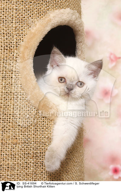 liegendes Britisch Kurzhaar K�tzchen / lying British Shorthair Kitten / SS-41694