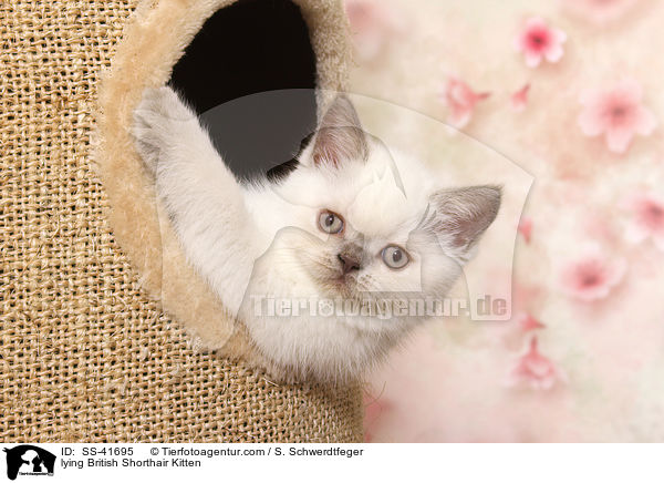 liegendes Britisch Kurzhaar K�tzchen / lying British Shorthair Kitten / SS-41695