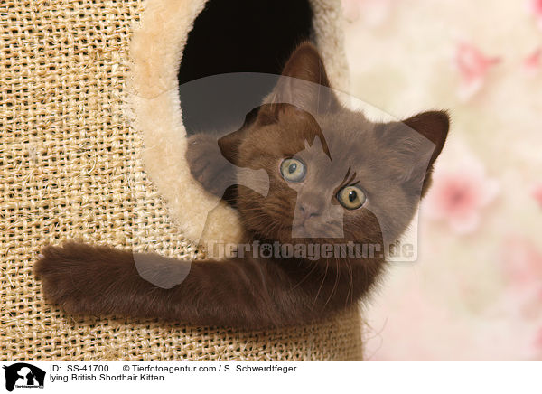 liegendes Britisch Kurzhaar K�tzchen / lying British Shorthair Kitten / SS-41700