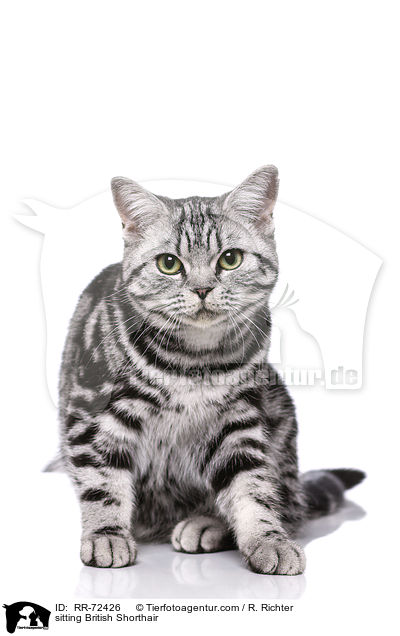 sitzende Britisch Kurzhaar / sitting British Shorthair / RR-72426