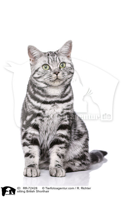 sitzende Britisch Kurzhaar / sitting British Shorthair / RR-72428