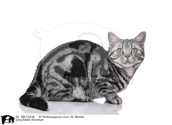 liegende Britisch Kurzhaar / lying British Shorthair / RR-72436