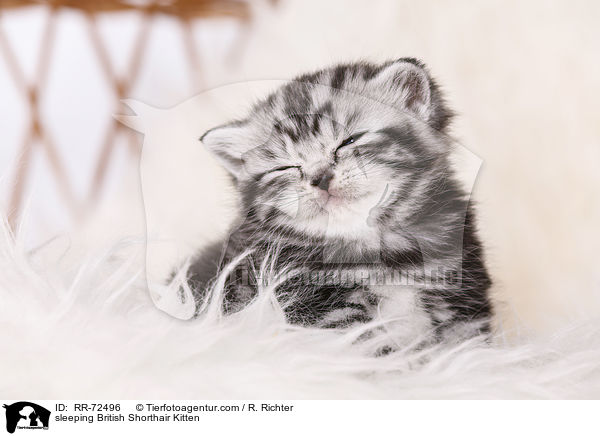 schlafendes Britisch Kurzhaar Ktzchen / sleeping British Shorthair Kitten / RR-72496