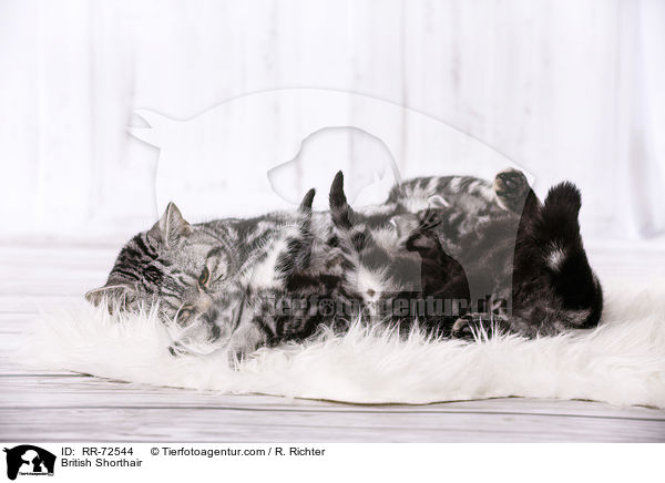 Britisch Kurzhaar / British Shorthair / RR-72544