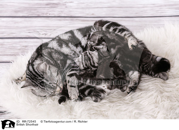Britisch Kurzhaar / British Shorthair / RR-72545