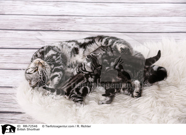 Britisch Kurzhaar / British Shorthair / RR-72546